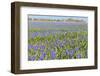 A Field Filled with Blue Grape Hyacinths-Ivonnewierink-Framed Photographic Print