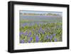 A Field Filled with Blue Grape Hyacinths-Ivonnewierink-Framed Photographic Print