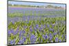 A Field Filled with Blue Grape Hyacinths-Ivonnewierink-Mounted Photographic Print