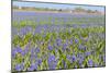 A Field Filled with Blue Grape Hyacinths-Ivonnewierink-Mounted Photographic Print