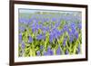 A Field Filled with Blue Grape Hyacinths-Ivonnewierink-Framed Photographic Print