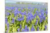 A Field Filled with Blue Grape Hyacinths-Ivonnewierink-Mounted Photographic Print