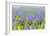 A Field Filled with Blue Grape Hyacinths-Ivonnewierink-Framed Photographic Print