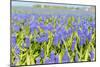 A Field Filled with Blue Grape Hyacinths-Ivonnewierink-Mounted Photographic Print