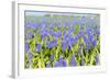 A Field Filled with Blue Grape Hyacinths-Ivonnewierink-Framed Photographic Print