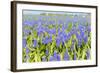 A Field Filled with Blue Grape Hyacinths-Ivonnewierink-Framed Photographic Print