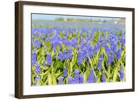 A Field Filled with Blue Grape Hyacinths-Ivonnewierink-Framed Photographic Print