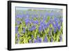 A Field Filled with Blue Grape Hyacinths-Ivonnewierink-Framed Photographic Print