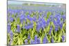A Field Filled with Blue Grape Hyacinths-Ivonnewierink-Mounted Photographic Print