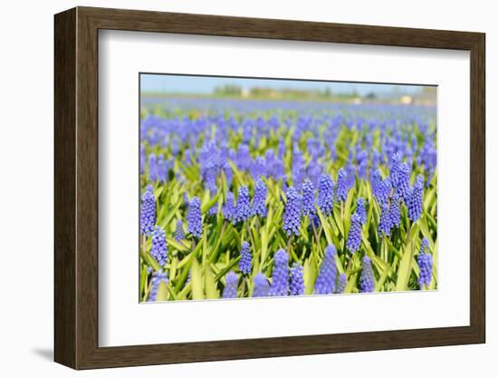 A Field Filled with Blue Grape Hyacinths-Ivonnewierink-Framed Photographic Print