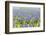 A Field Filled with Blue Grape Hyacinths-Ivonnewierink-Framed Photographic Print