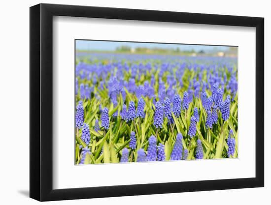 A Field Filled with Blue Grape Hyacinths-Ivonnewierink-Framed Photographic Print