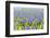 A Field Filled with Blue Grape Hyacinths-Ivonnewierink-Framed Photographic Print