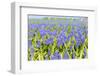 A Field Filled with Blue Grape Hyacinths-Ivonnewierink-Framed Photographic Print