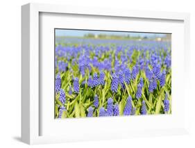 A Field Filled with Blue Grape Hyacinths-Ivonnewierink-Framed Photographic Print