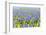 A Field Filled with Blue Grape Hyacinths-Ivonnewierink-Framed Photographic Print