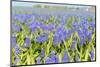 A Field Filled with Blue Grape Hyacinths-Ivonnewierink-Mounted Photographic Print