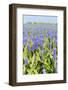 A Field Filled with Blue Grape Hyacinths-Ivonnewierink-Framed Photographic Print