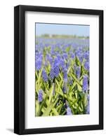 A Field Filled with Blue Grape Hyacinths-Ivonnewierink-Framed Photographic Print