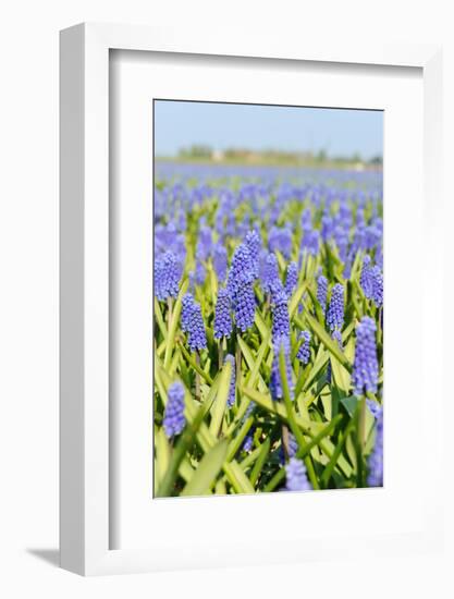 A Field Filled with Blue Grape Hyacinths-Ivonnewierink-Framed Photographic Print