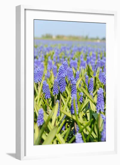 A Field Filled with Blue Grape Hyacinths-Ivonnewierink-Framed Photographic Print