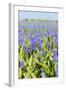 A Field Filled with Blue Grape Hyacinths-Ivonnewierink-Framed Photographic Print