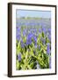 A Field Filled with Blue Grape Hyacinths-Ivonnewierink-Framed Photographic Print