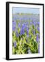 A Field Filled with Blue Grape Hyacinths-Ivonnewierink-Framed Photographic Print