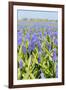 A Field Filled with Blue Grape Hyacinths-Ivonnewierink-Framed Photographic Print