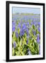 A Field Filled with Blue Grape Hyacinths-Ivonnewierink-Framed Photographic Print