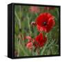 A Field of Bright Red Poppies-allou-Framed Stretched Canvas