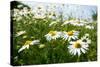 A Field of Daisies, Tollerton Nottinghamshire England UK-Tracey Whitefoot-Stretched Canvas