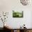 A Field of Daisies, Tollerton Nottinghamshire England UK-Tracey Whitefoot-Photographic Print displayed on a wall