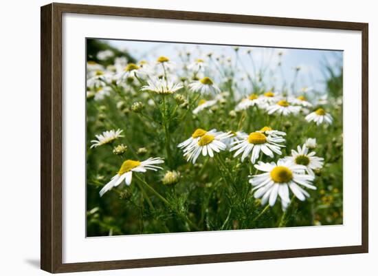 A Field of Daisies, Tollerton Nottinghamshire England UK-Tracey Whitefoot-Framed Photographic Print