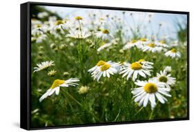 A Field of Daisies, Tollerton Nottinghamshire England UK-Tracey Whitefoot-Framed Stretched Canvas