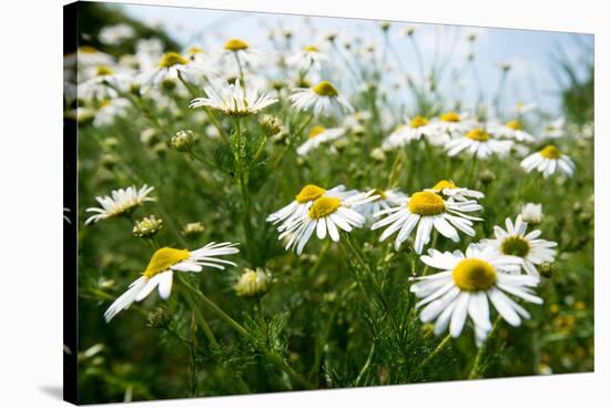 A Field of Daisies, Tollerton Nottinghamshire England UK-Tracey Whitefoot-Stretched Canvas