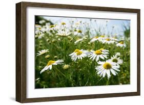 A Field of Daisies, Tollerton Nottinghamshire England UK-Tracey Whitefoot-Framed Photographic Print