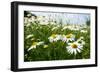 A Field of Daisies, Tollerton Nottinghamshire England UK-Tracey Whitefoot-Framed Photographic Print