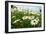 A Field of Daisies, Tollerton Nottinghamshire England UK-Tracey Whitefoot-Framed Photographic Print