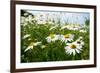 A Field of Daisies, Tollerton Nottinghamshire England UK-Tracey Whitefoot-Framed Photographic Print