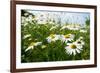 A Field of Daisies, Tollerton Nottinghamshire England UK-Tracey Whitefoot-Framed Photographic Print
