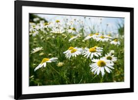 A Field of Daisies, Tollerton Nottinghamshire England UK-Tracey Whitefoot-Framed Photographic Print