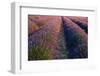 A field of Lavender, in bloom. Sault, Provence, France.-Sergio Pitamitz-Framed Photographic Print