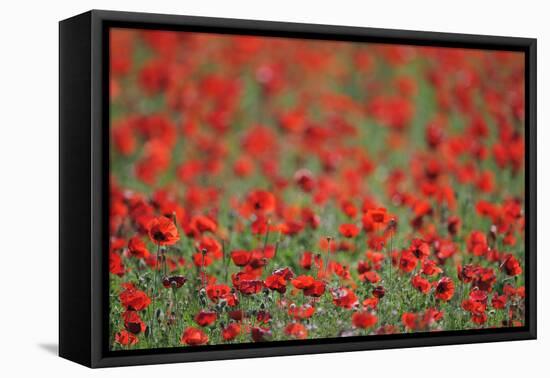 A Field of Poppies, Lesser Lake Prespa, Lake Prespa National Park, Albania, June 2009-Geidemark-Framed Stretched Canvas