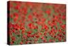 A Field of Poppies, Lesser Lake Prespa, Lake Prespa National Park, Albania, June 2009-Geidemark-Stretched Canvas