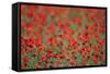 A Field of Poppies, Lesser Lake Prespa, Lake Prespa National Park, Albania, June 2009-Geidemark-Framed Stretched Canvas