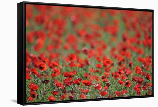 A Field of Poppies, Lesser Lake Prespa, Lake Prespa National Park, Albania, June 2009-Geidemark-Framed Stretched Canvas