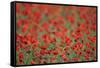 A Field of Poppies, Lesser Lake Prespa, Lake Prespa National Park, Albania, June 2009-Geidemark-Framed Stretched Canvas