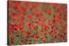 A Field of Poppies, Lesser Lake Prespa, Lake Prespa National Park, Albania, June 2009-Geidemark-Stretched Canvas