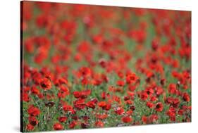 A Field of Poppies, Lesser Lake Prespa, Lake Prespa National Park, Albania, June 2009-Geidemark-Stretched Canvas